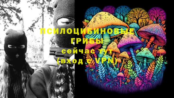 стаф Аркадак