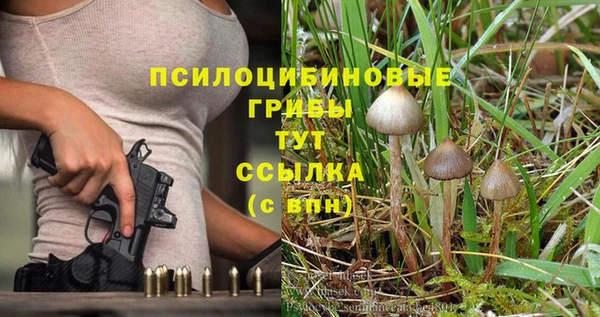 стаф Аркадак